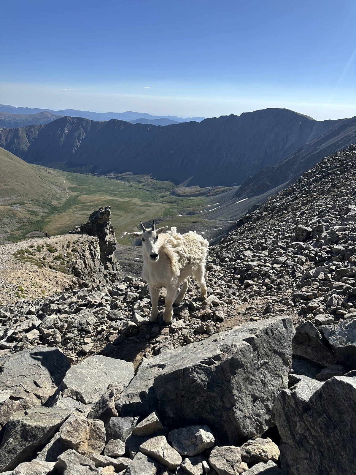 Mountain goat on a rocky trail